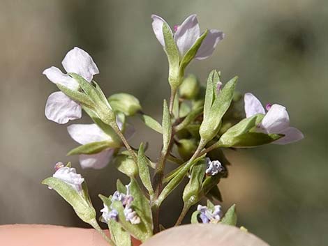 Water Speedwell (Veronica anagallis-aquatica)