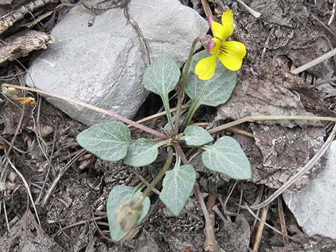 Charleston Mountain Violet (Viola charlestonensis)