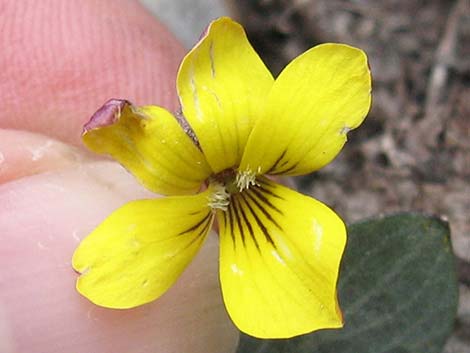 Charleston Mountain Violet (Viola charlestonensis)