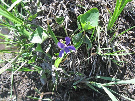 Northern Bog Violet (Viola nephrophylla)