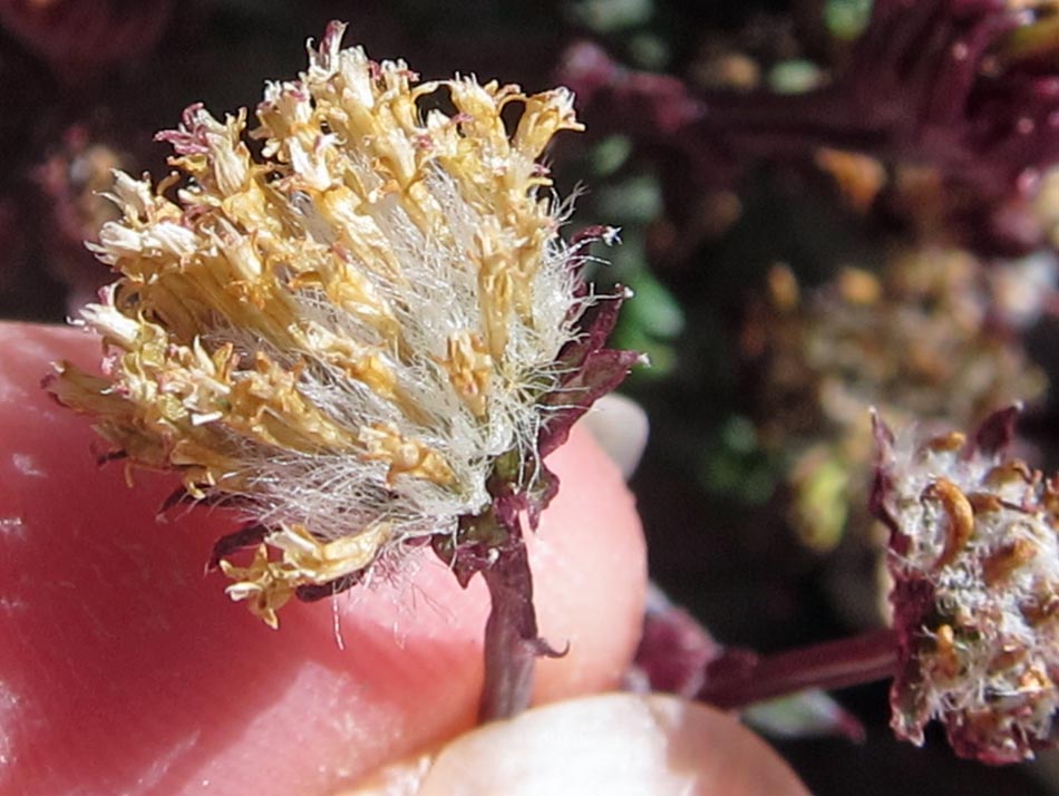 Unidentified Aster