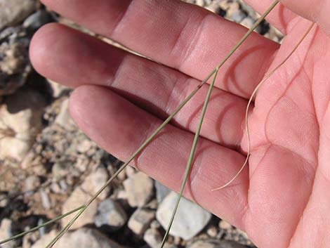 Purple Threeawn (Aristida purpurea)