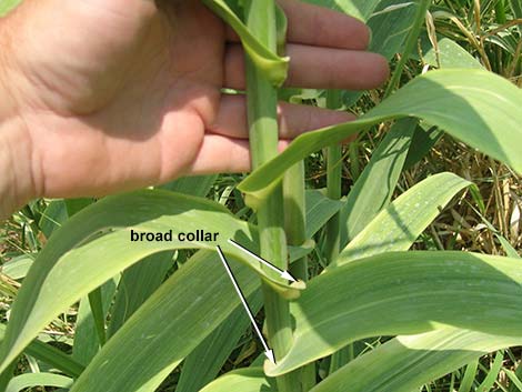 Giant Reed (Arundo donax)