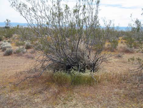 Red Brome Grass (Bromus rubens)