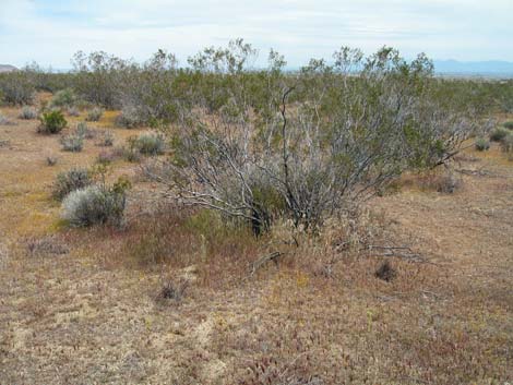 Red Brome Grass (Bromus rubens)