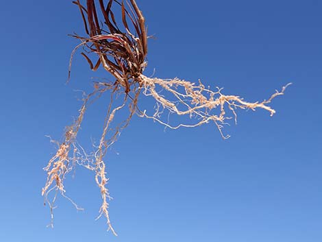 Red Brome Grass (Bromus rubens)