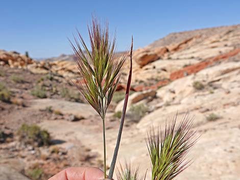 Red Brome Grass (Bromus rubens)