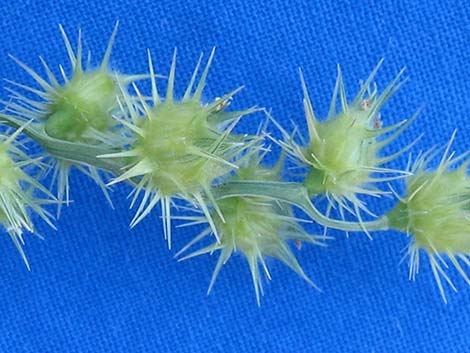 Coastal Sandbur (Cenchrus spinifex)