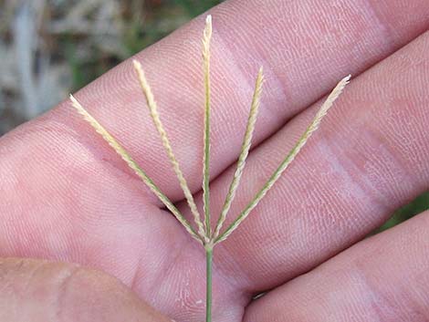 Bermudagrass (Cynodon dactylon)