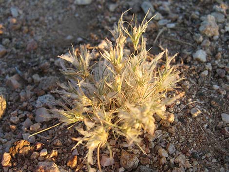 Fluffgrass (Dasyochloa pulchella)