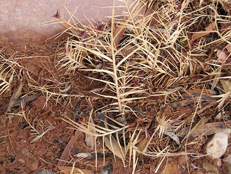 Saltgrass (Distichlis spicata)