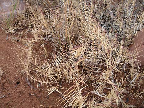 Saltgrass (Distichlis spicata)