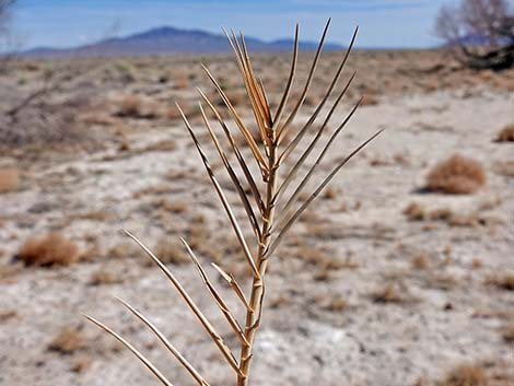 Saltgrass (Distichlis spicata)