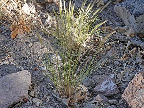 Squirreltail (Elymus elymoides)