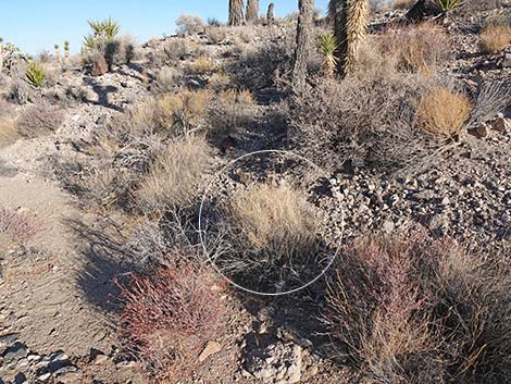 Bush Muhly Grass (Muhlenbergia porteri)