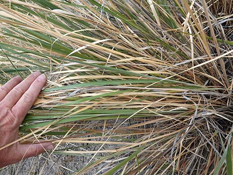 Desert Needlegrass (Achnatherum speciosum)