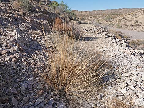 Desert Needlegrass (Achnatherum speciosum)