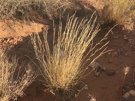 Desert Needlegrass (Achnatherum speciosum)