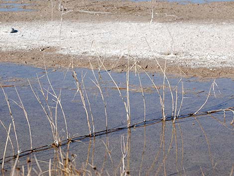 Common Reed (Phragmites australis)