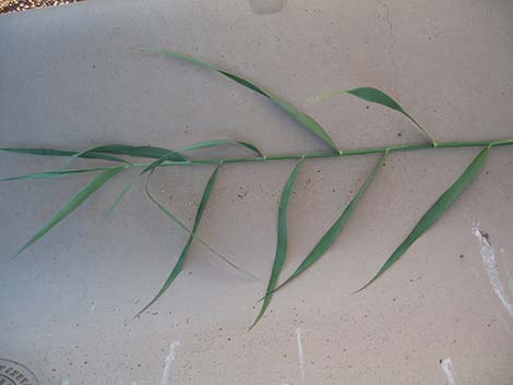 Common Reed (Phragmites australis)