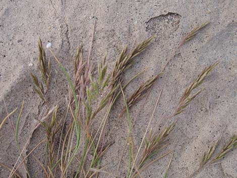 Common Mediterranean Grass (Schismus barbatus)