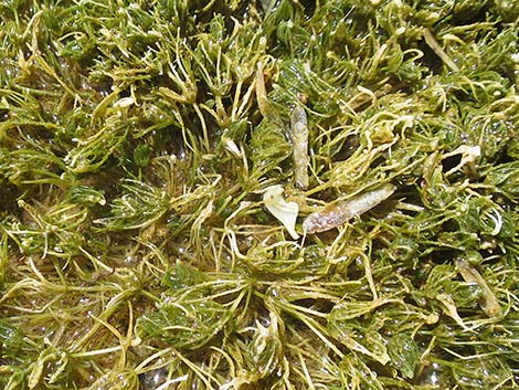 Stonewort (Chara spp.)