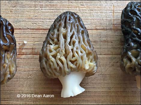 Black Morel Mushroom (Morchella elata)