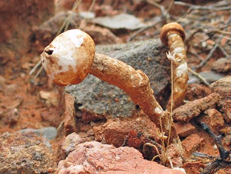 Stalkballs (Tulostoma spp.)