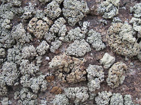 Lichen