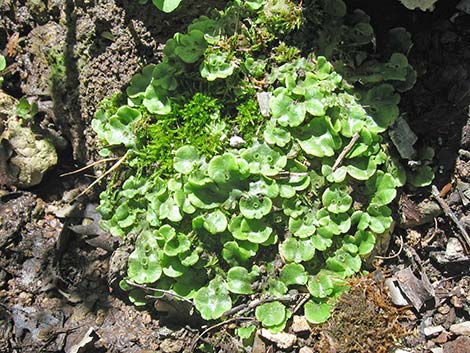 thallose liverwort