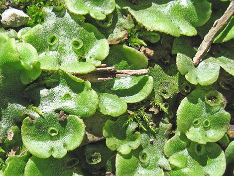 thallose liverwort