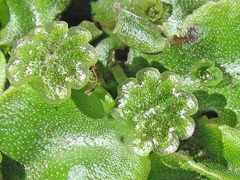 thallose liverwort