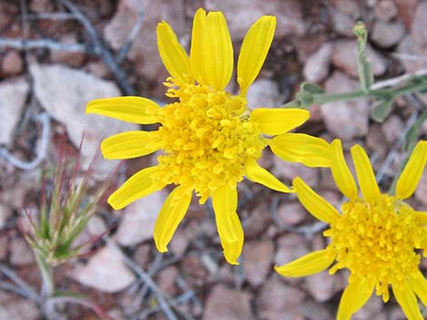 Shockley's Goldenhead (Acamptopappus shockleyi)