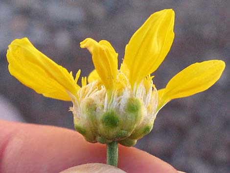 Shockley's Goldenhead (Acamptopappus shockleyi)