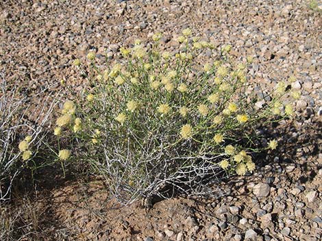 Shockley's Goldenhead (Acamptopappus shockleyi)