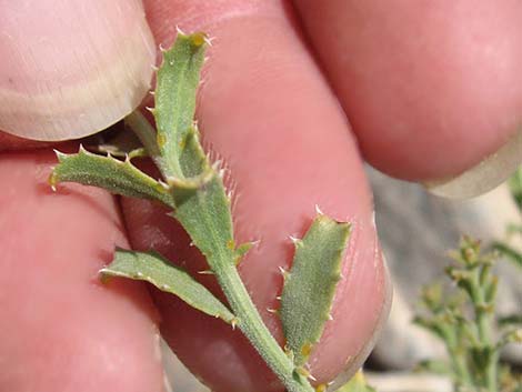 Cooper's Dogweed (Adenophyllum cooperi)