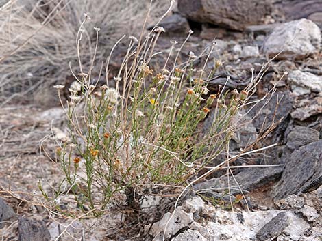 Cooper's Dogweed (Adenophyllum cooperi)