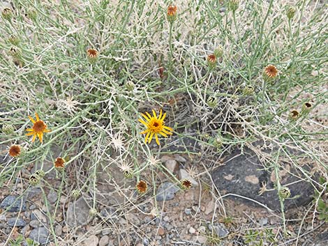 Cooper's Dogweed (Adenophyllum cooperi)