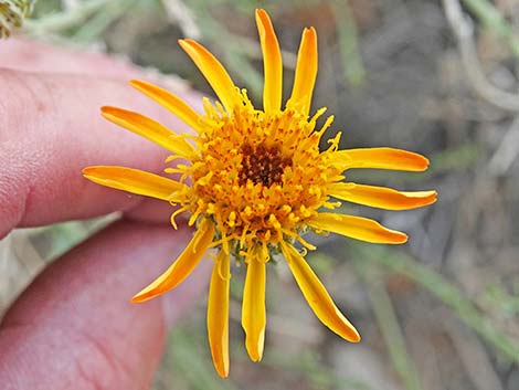 Cooper's Dogweed (Adenophyllum cooperi)