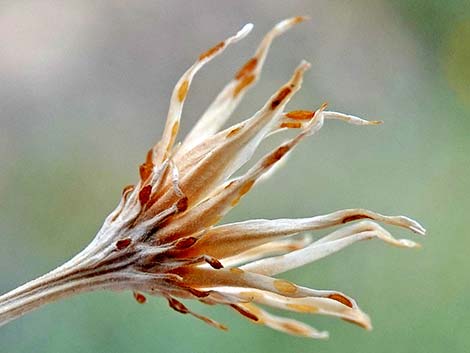 Cooper's Dogweed (Adenophyllum cooperi)