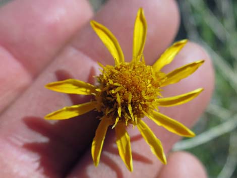 Cooper's Dogweed (Adenophyllum cooperi)