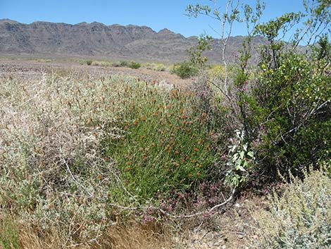 San Felipe Dogweed (Adenophyllum porophylloides)