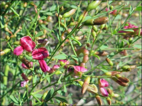 Camelthorn (Alhagi maurorum)