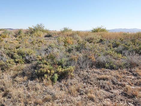 Iodinebush (Allenrolfea occidentalis)