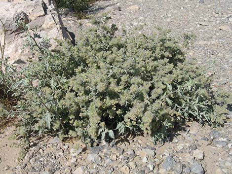 Woolly Fruit Burr Ragweed (Ambrosia eriocentra)