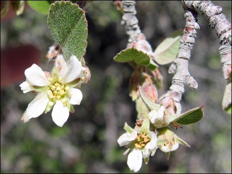 Utah Serviceberry (Amelanchier utahensis)