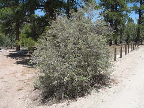 Utah Serviceberry (Amelanchier utahensis)