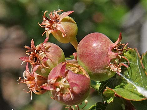 Utah Serviceberry (Amelanchier utahensis)