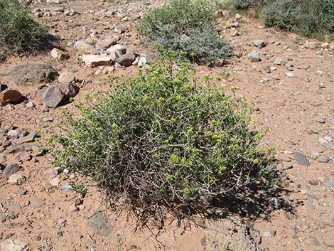 Fremont's Chaffbush (Amphipappus fremontii)