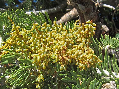 Dwarf Mistletoe (Arceuthobium abietinum)